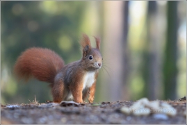 <p>VEVERKA OBECNÁ (Sciurus vulgaris) /Red squirrel - Eichhörnchen/</p>